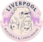 Liverpool Bulls - Bulldog Inglês